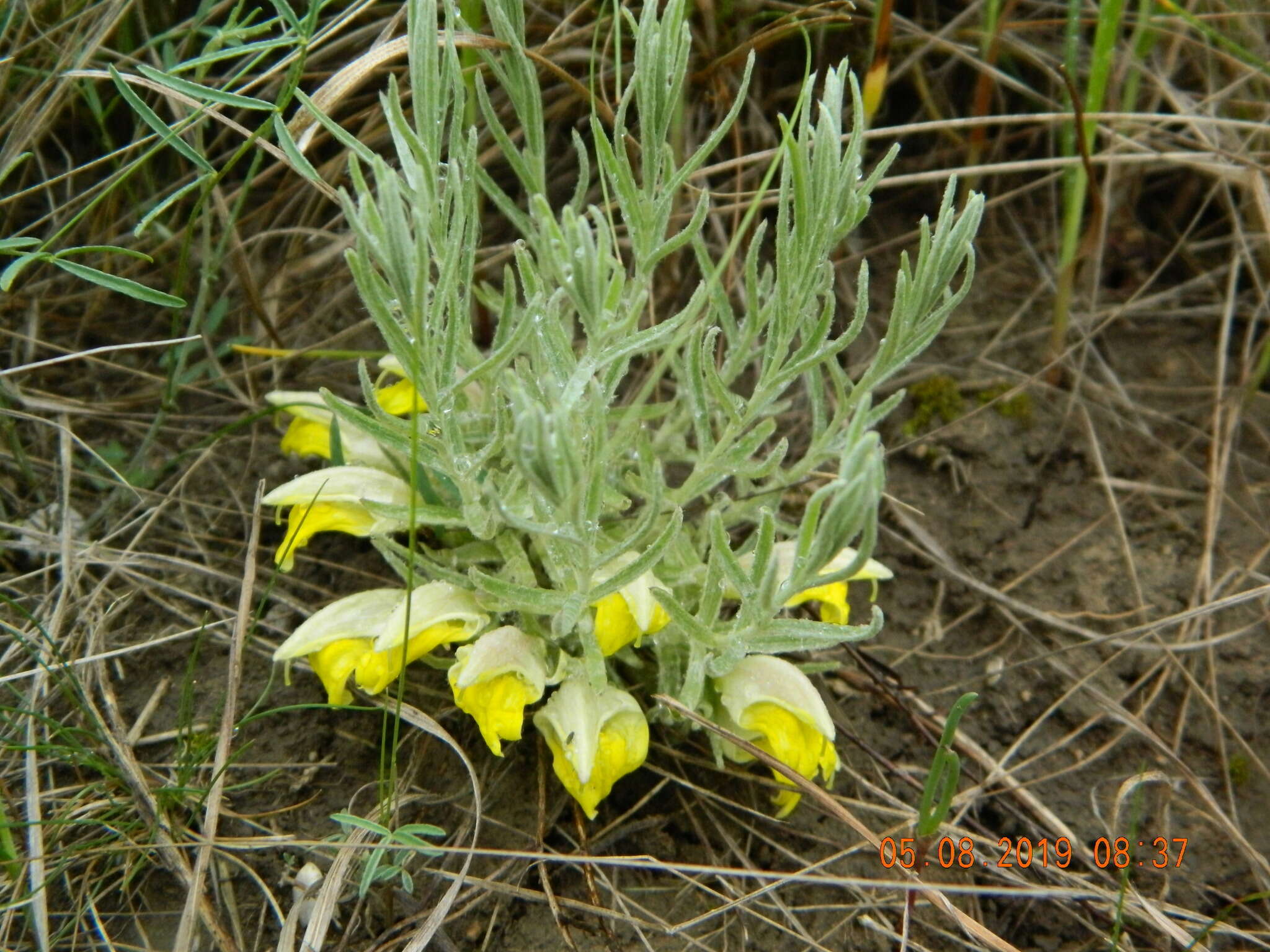 Plancia ëd Cymbaria borysthenica Pallas ex Schltdl.