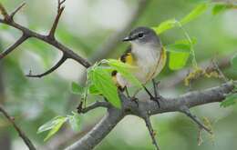 Image of American Redstart