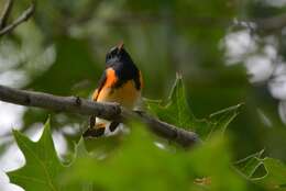 Image of American Redstart