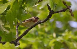 Setophaga castanea (Wilson & A 1810) resmi