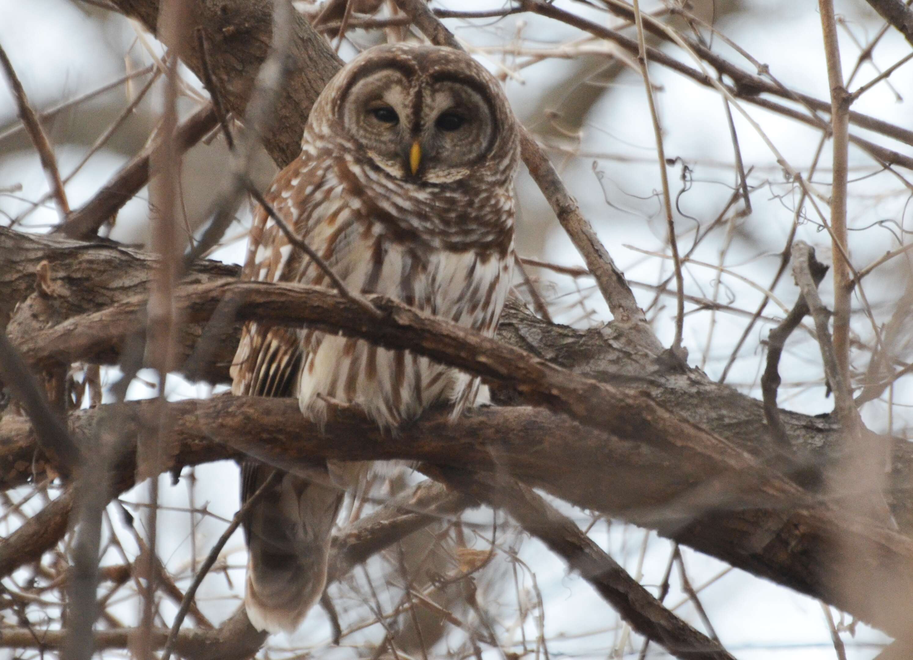 Image of Barred Owl