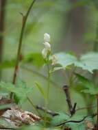 Image of Cephalanthera erecta (Thunb.) Blume