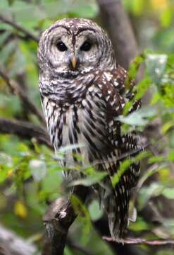 Image of Barred Owl