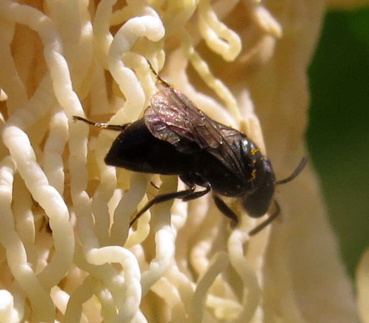 Imagem de Hylaeus difficilis (Perkins 1899)