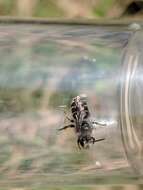 Image of Broad-footed Cellophane Bee