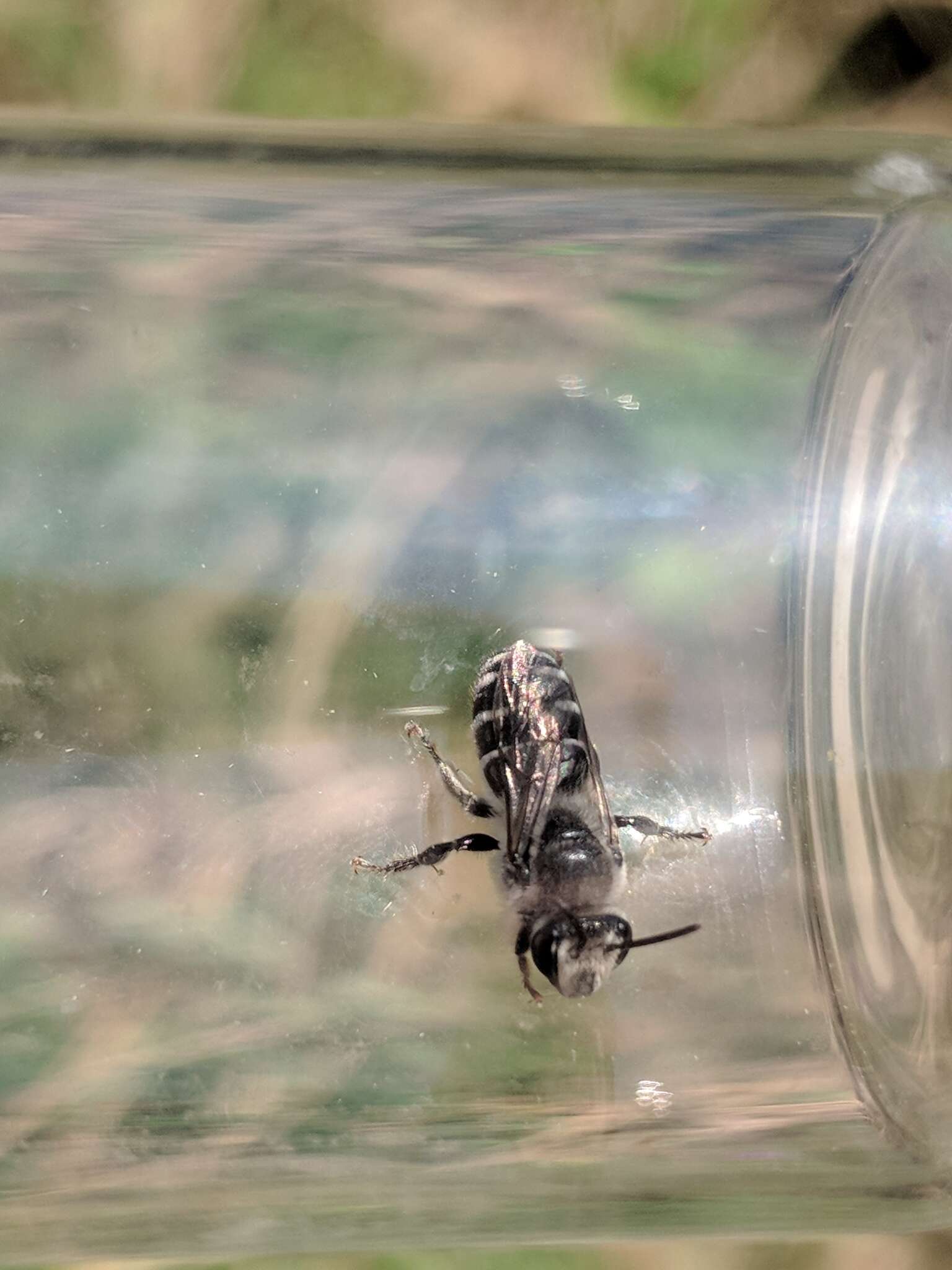 Image of Broad-footed Cellophane Bee