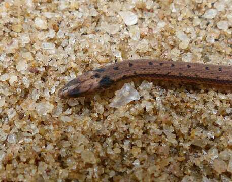 Image of Boie's Rough-sided Snake