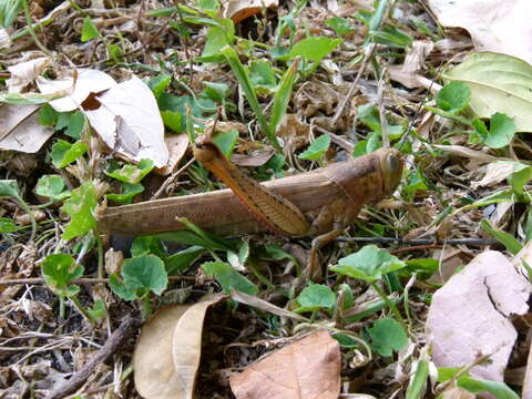 Image of Valanga irregularis (Walker & F. 1870)