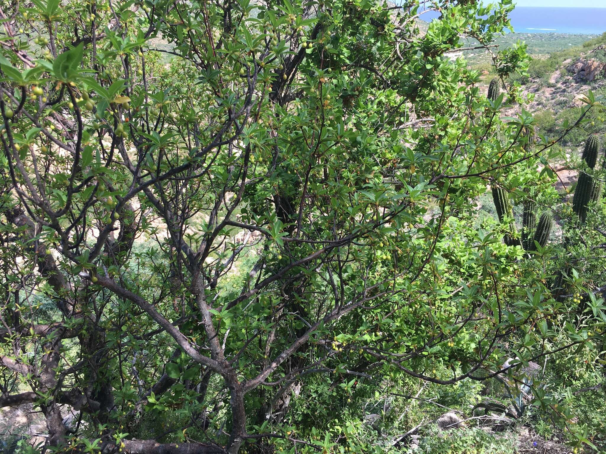 Image of Bursera cerasiifolia T. S. Brandeg.