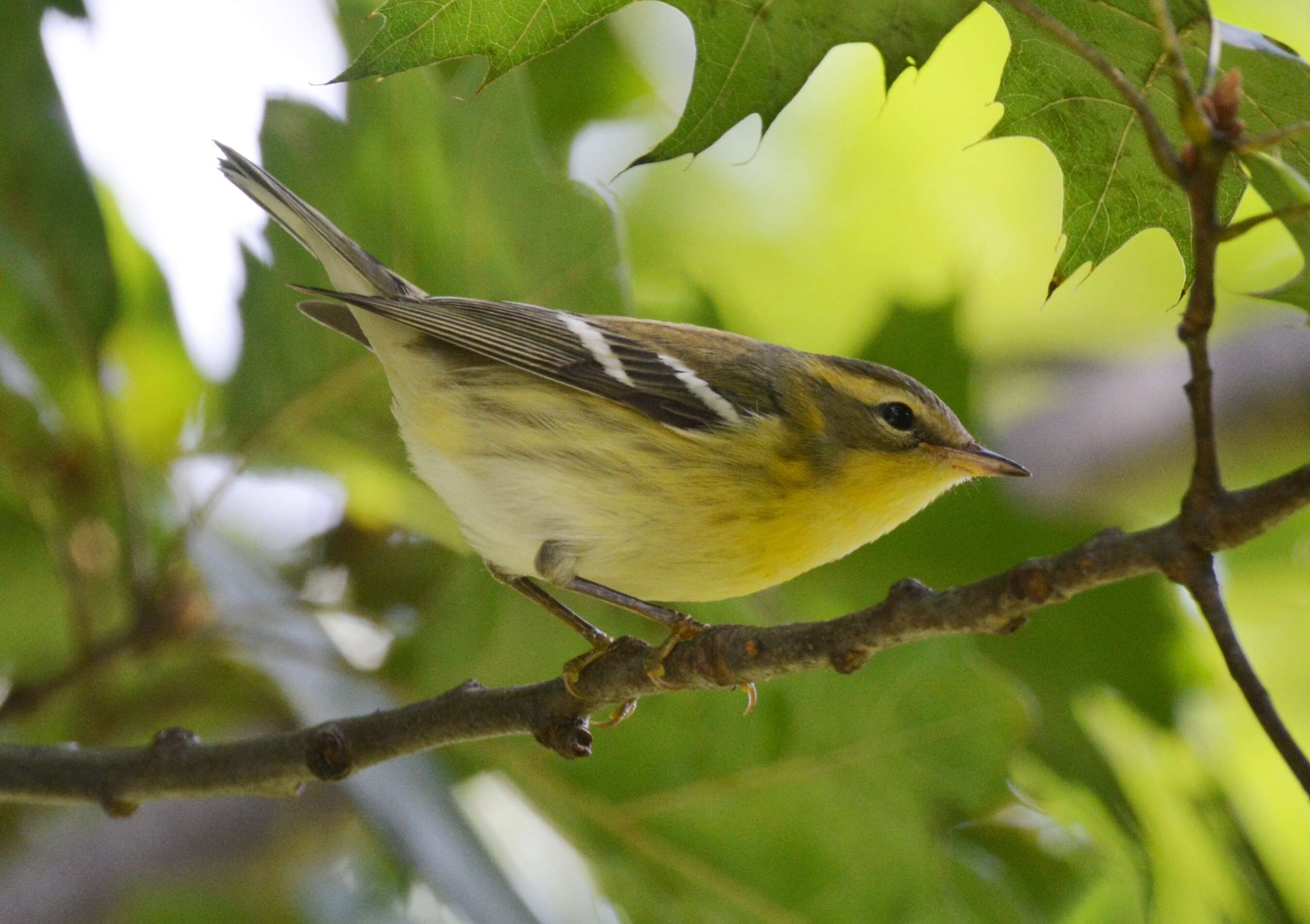 Image of Blackburnian Warbler