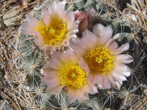 Image of mountain ball cactus