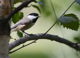 Image of Carolina Chickadee