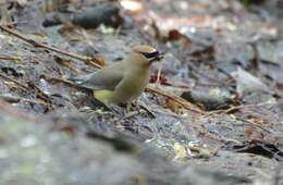 Image of Waxwing