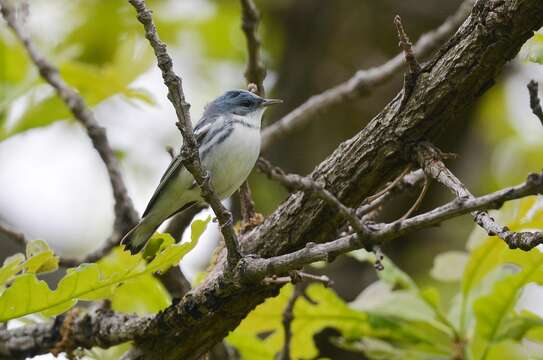 Image of Cerulean Warbler