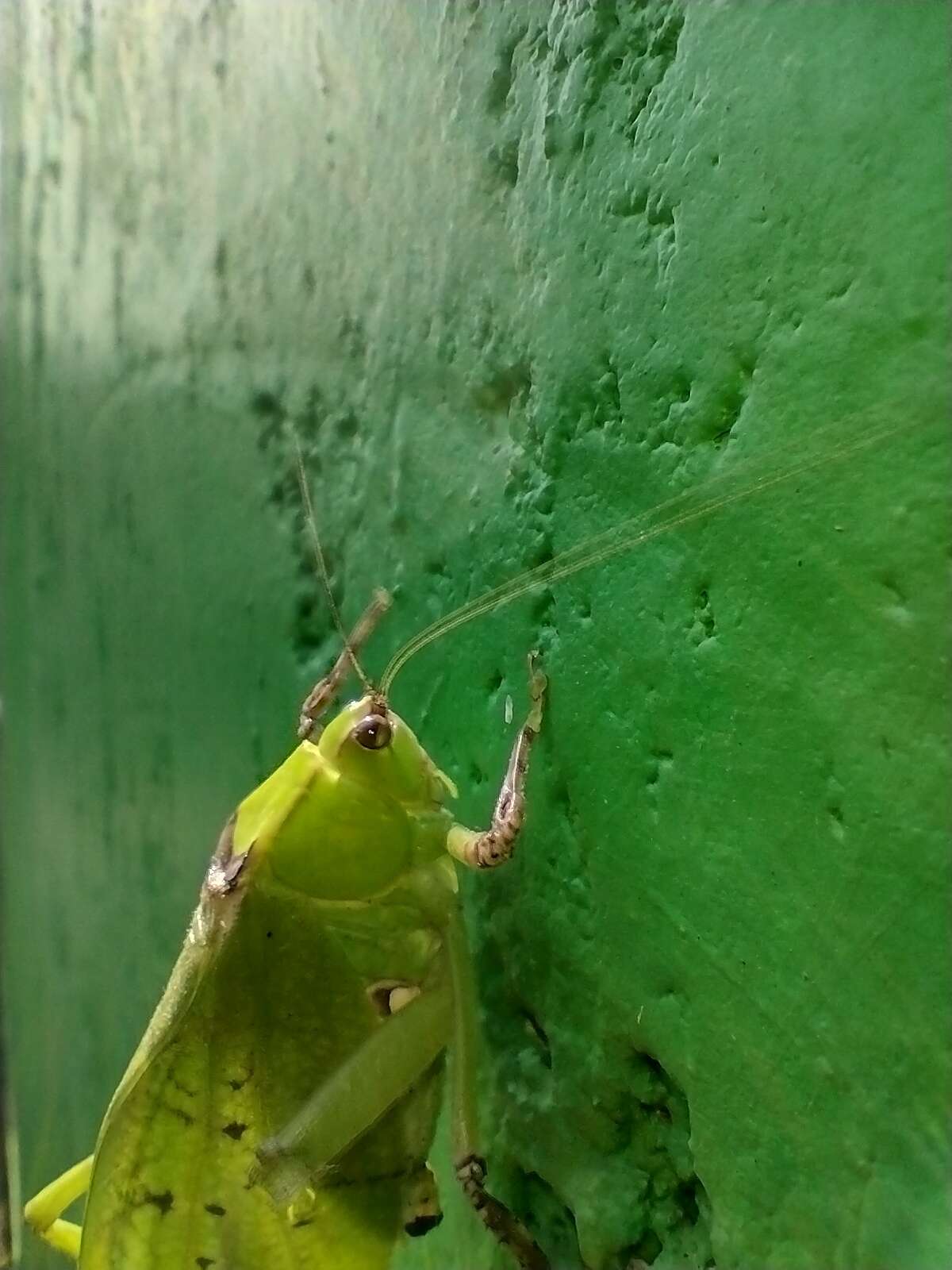 Слика од Stilpnochlora thoracica (Serville 1831)