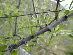 Image of Olearia odorata Petrie