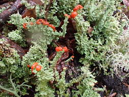 صورة Cladonia bellidiflora (Ach.) Schaer.