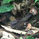 Image of Choco Poorwill