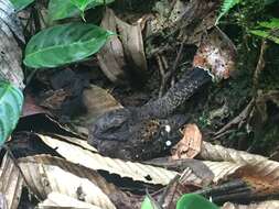 Image of Choco Poorwill