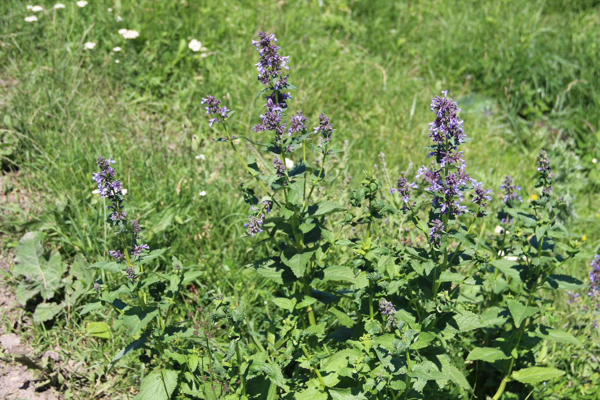 Image of Caucasus catmint