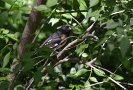 Image of Eastern Towhee