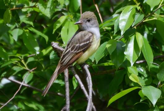 Image of Great Crested Flycatcher