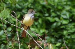 Image of Great Crested Flycatcher