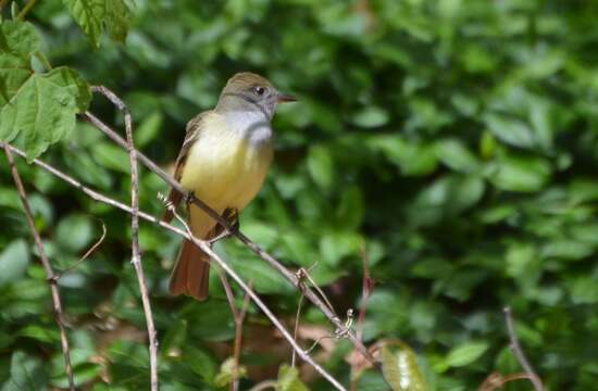 Image of Great Crested Flycatcher