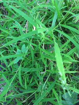 Image of whitegrass