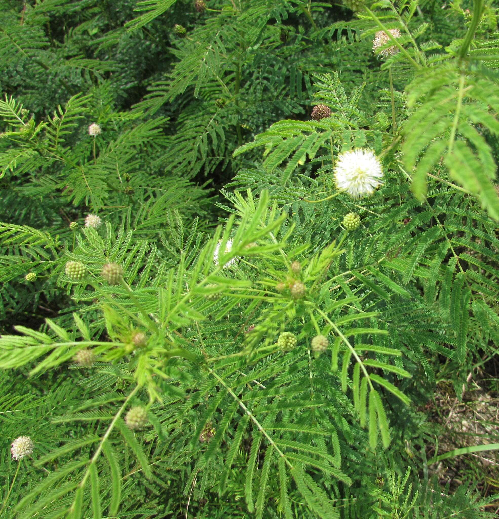 Image of Illinois bundleflower