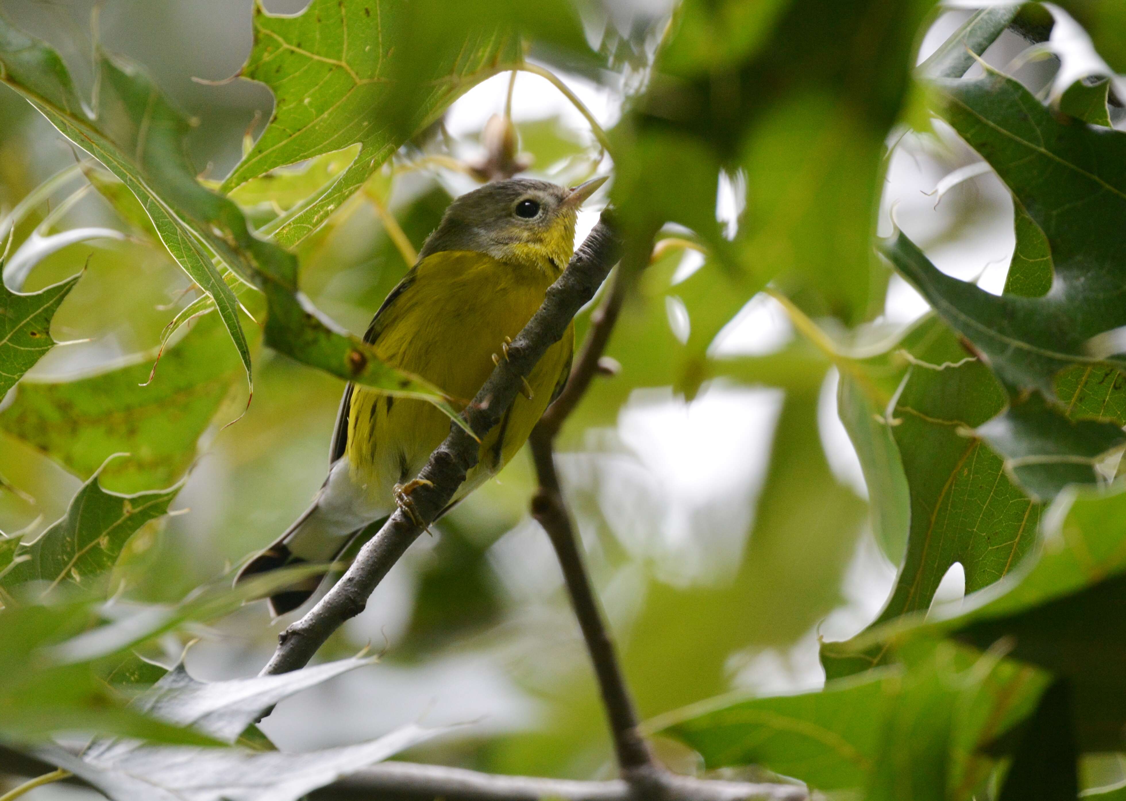 Image of Magnolia Warbler