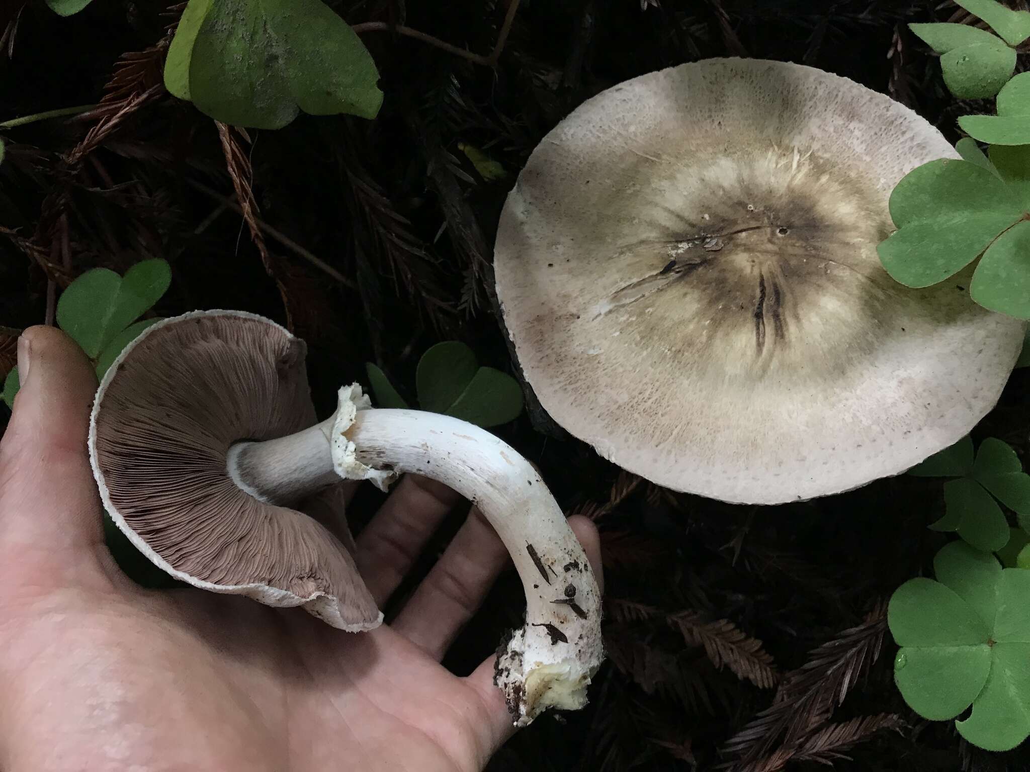 Image of Agaricus deardorffensis Kerrigan 2016