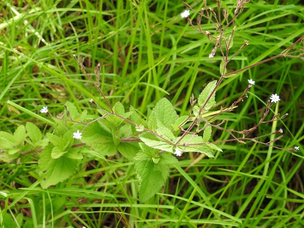 Image of Stevia elatior Kunth