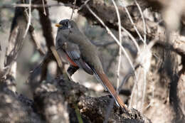 Imagem de Trogon elegans canescens Van Rossem 1934