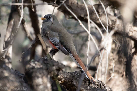 Imagem de Trogon elegans canescens Van Rossem 1934