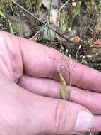 Image of silver hairgrass