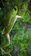 Image of Mexican leaf frog