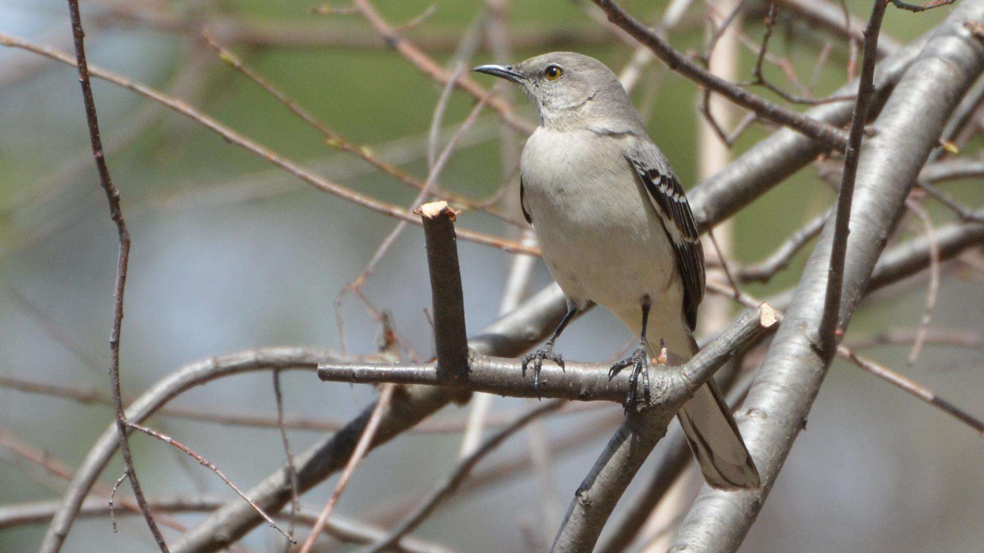 Image of Northern Mockingbird