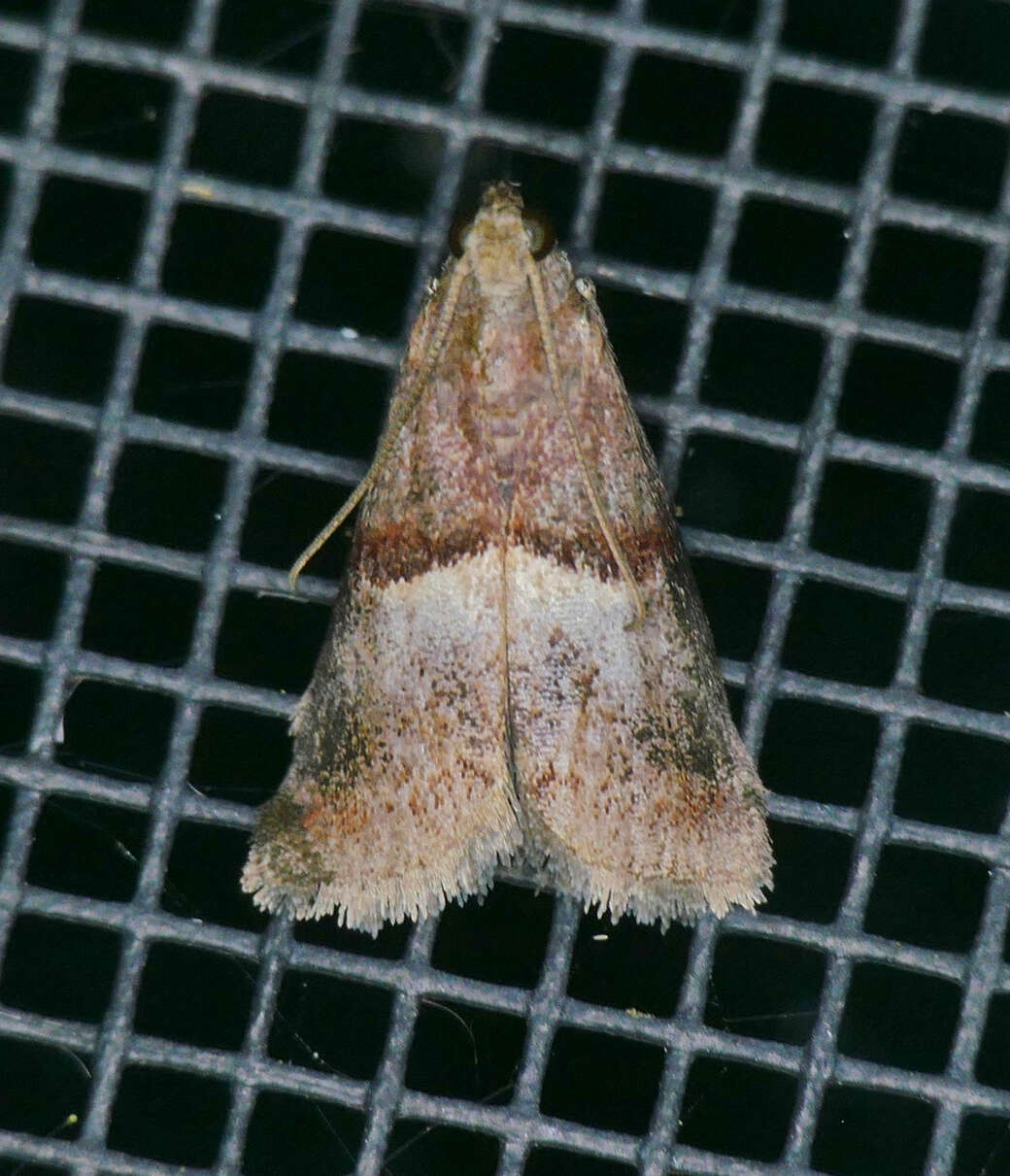 Acrobasis exsulella Zeller 1848 resmi