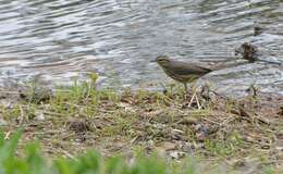 Image of Northern Waterthrush