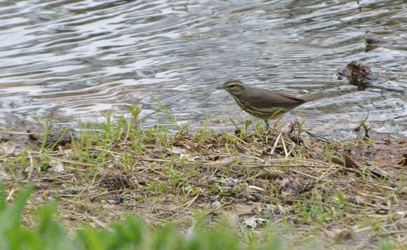 Image of Northern Waterthrush