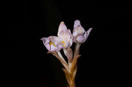 Слика од Brachycorythis pumilio (Lindl.) Rchb. fil.