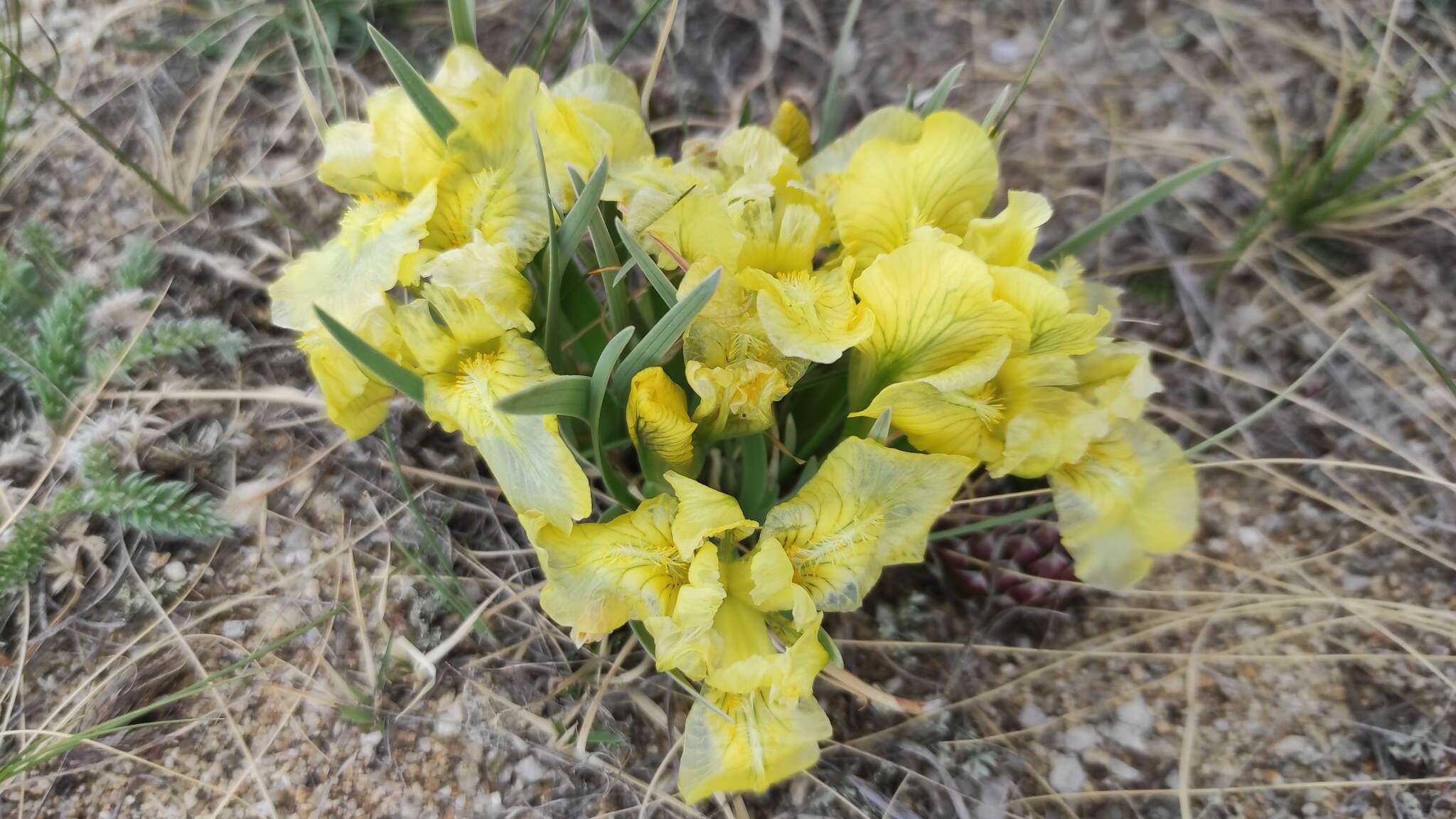 Image of Iris potaninii Maxim.