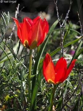 Tulipa agenensis Redouté的圖片