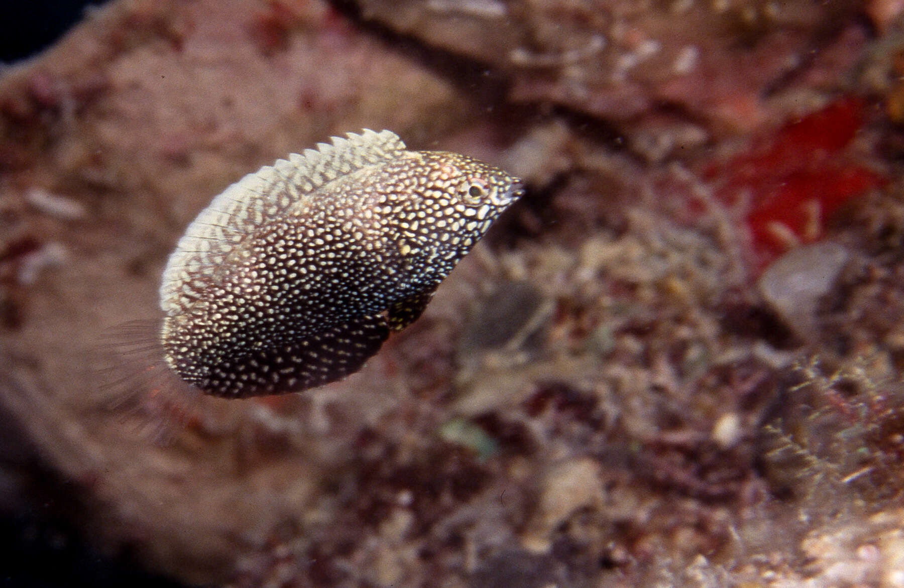 Imagem de Macropharyngodon negrosensis Herre 1932