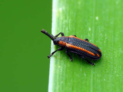 Image of Microrhopala xerene (Newman 1838)