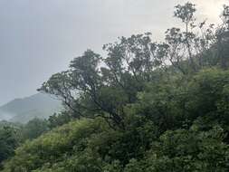 Imagem de Rhododendron micranthum Turcz.