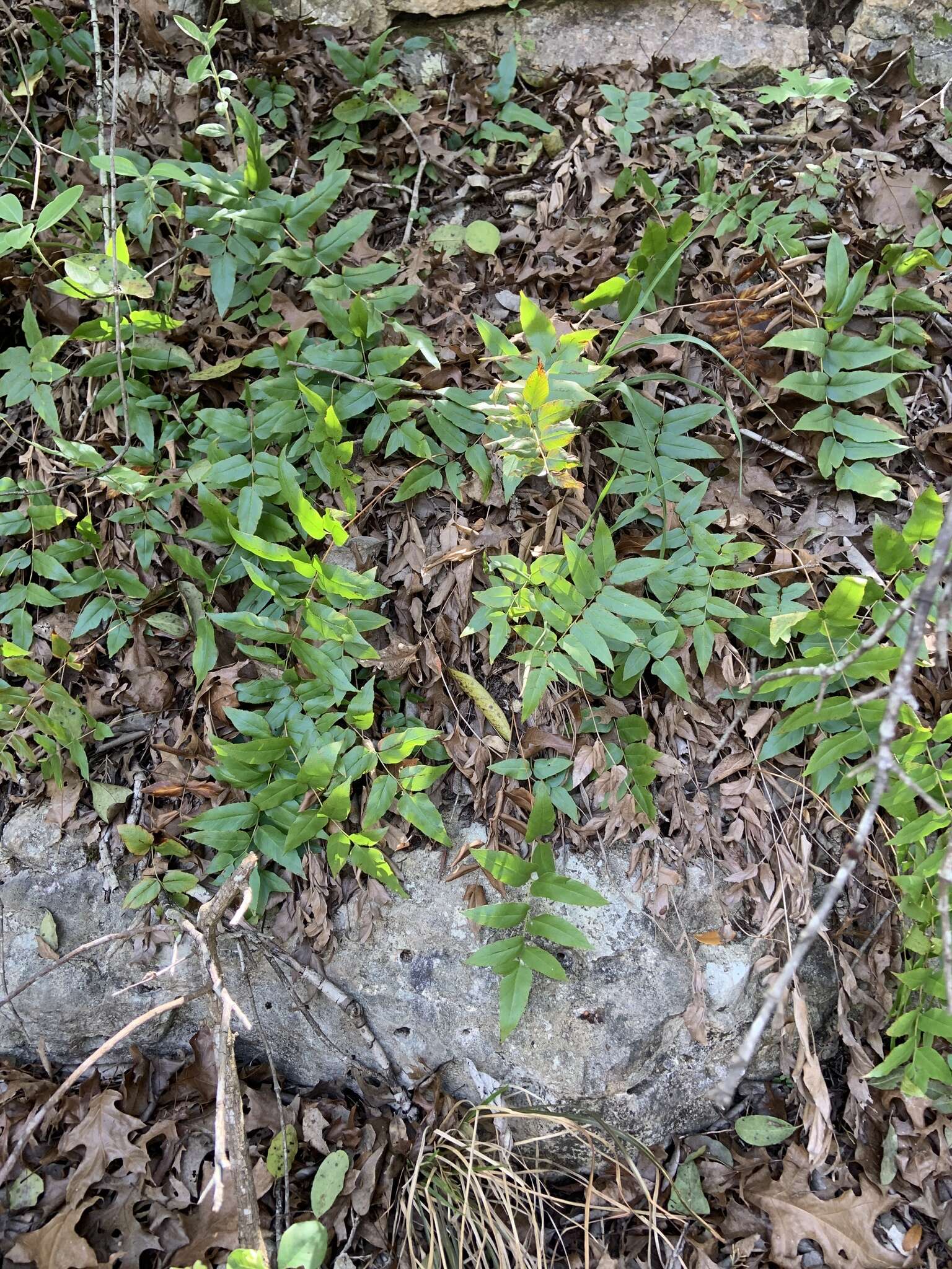 Image of Mexican fern