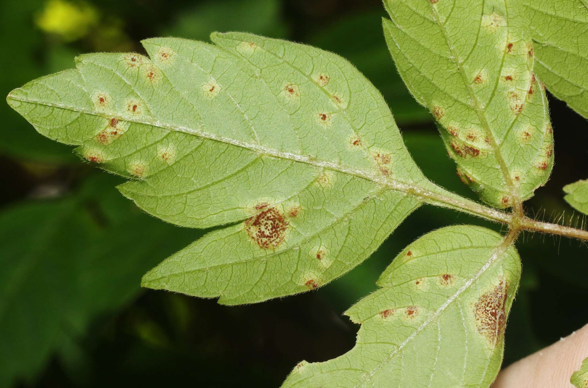 Image de Puccinia arechavaletae Speg. 1881