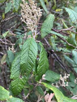 Image of Pomaderris apetala subsp. apetala